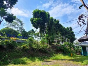 penampakan awal memasuki curug betung