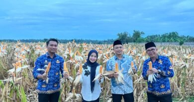 Bupati Serang Ratu Rachmatuzakiyah melakukan panen jagung