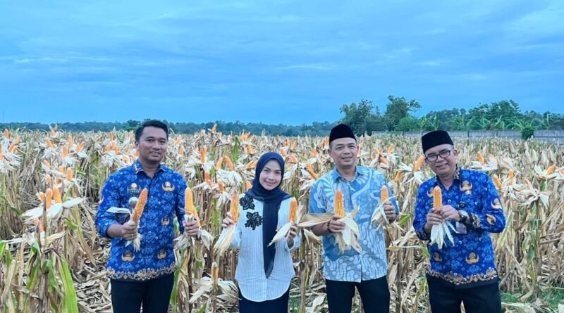 Bupati Serang Ratu Rachmatuzakiyah melakukan panen jagung